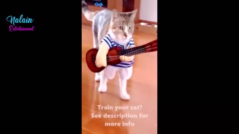 Funny cat #funnycatvideos #funnycats #funnydogs#funnycatvideos2022