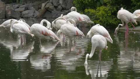White flamingos in the pond