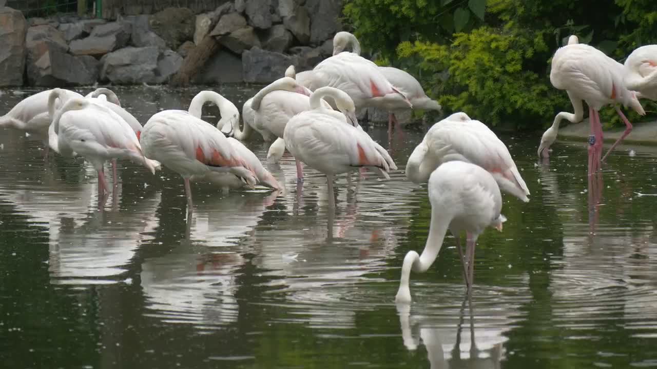 White flamingos in the pond
