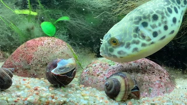 BirdDog eating mystery snails