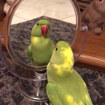 Parrot plays peekaboo with himself in the mirror