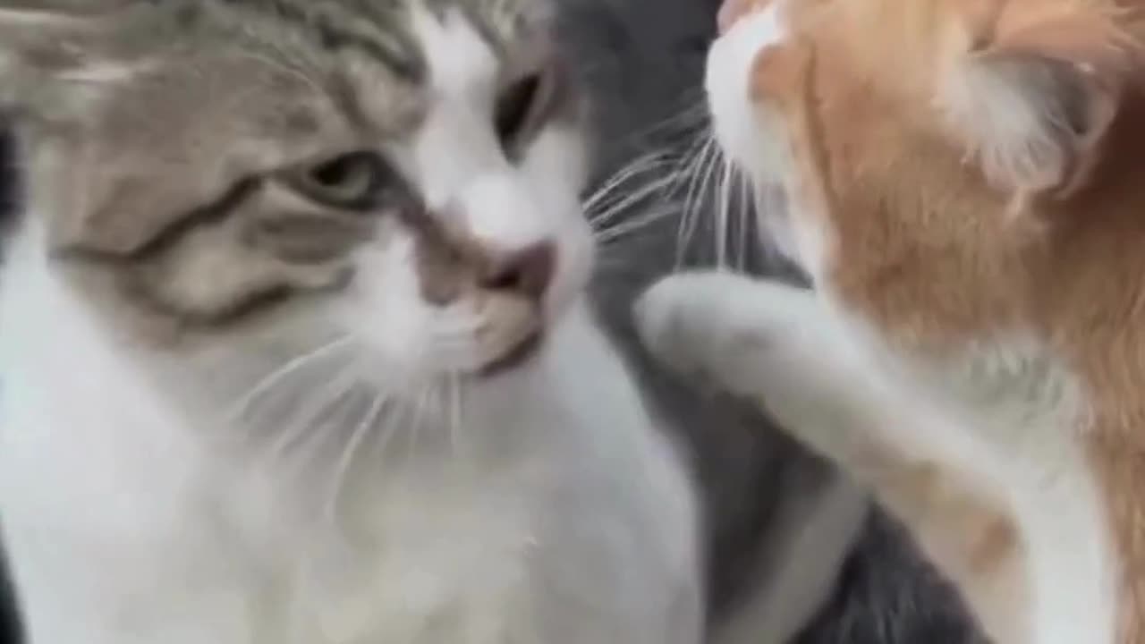 Funniest Cats Compilationš¹ #cats #shorts #viral #pets #reels