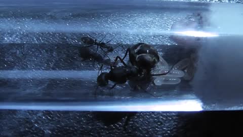 Camponotus cinctellus African Shiny Sugar Ant_Cut.mp4