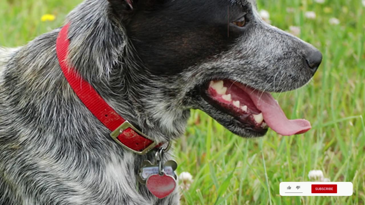 Unveiling the Australian Stumpy Tail Cattle Dog: A Remarkable Breed from the Australian Outback