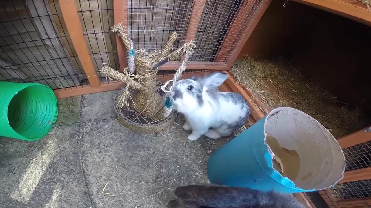 rabbits playing race