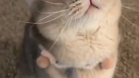 Cat order his owner to follow him