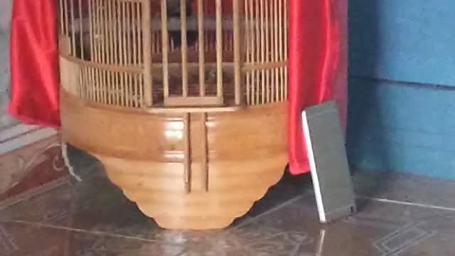 my pet sings very well