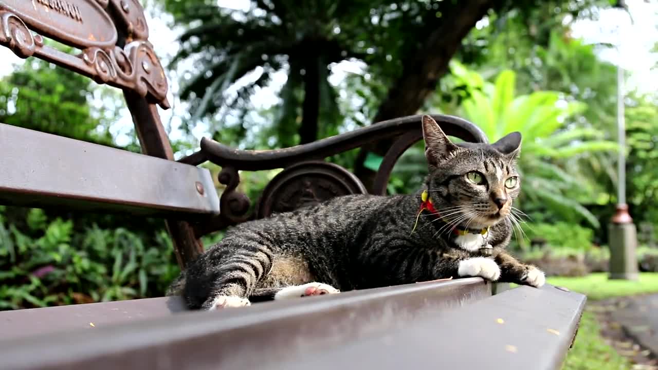 Cute Cat Jumping on the Seat and then Dead