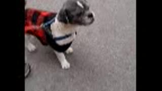 Doggy wants treat part 2