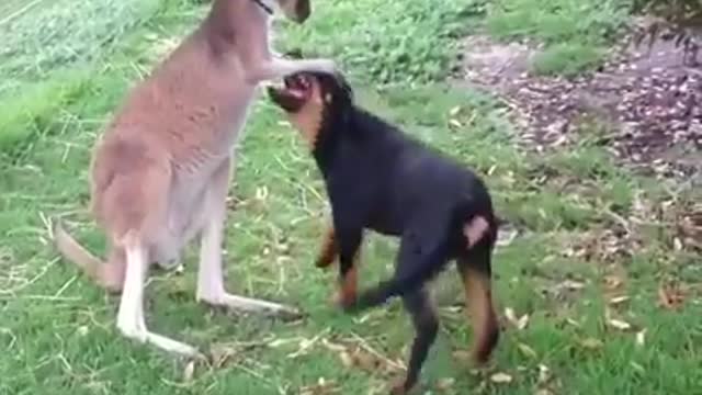 A strange friendship between a dog and a kangaroo