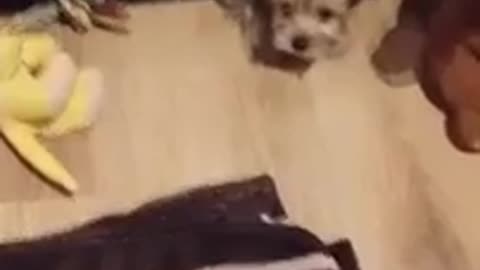 Brown puppy dog pokes head out under wooden drawers