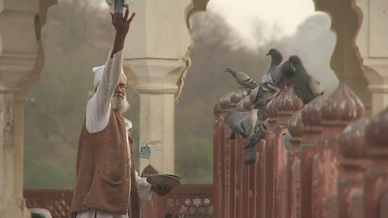 Man Feeding Pigeons at Amer Fort in India