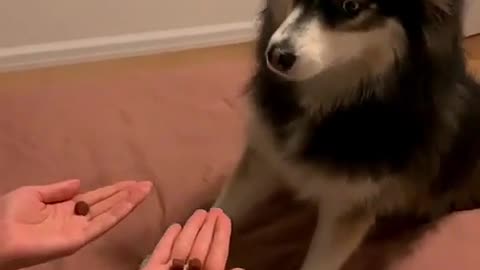 Funny dogs reaction