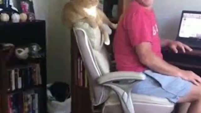 Funny Cats That Will Make You Laugh All Day Long 😂😂