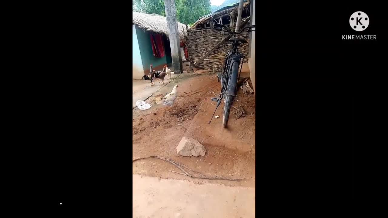 Cute animal funniest vide🤣😂😆