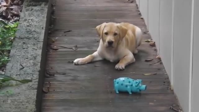 Labrador Retriever Puppy Talking to his brand new Piggy Toy!