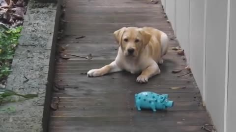 Labrador Retriever Puppy Talking to his brand new Piggy Toy!