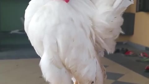 Cock