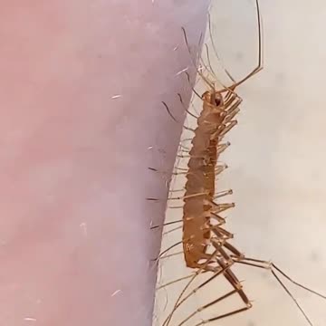 Did You Know This Creepy Bug is Actually Your Home's Secret Bodyguard