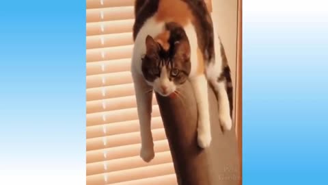 funny cats part 6