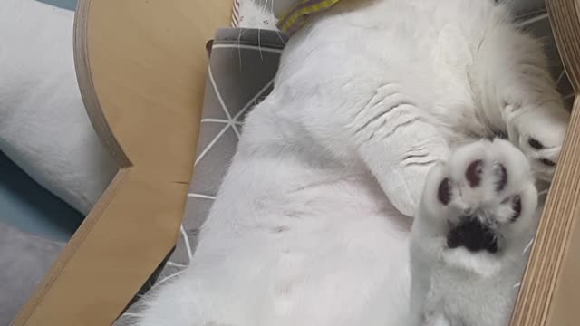 Munchkin Cat Puchi Lying down and playing well