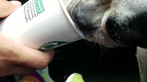 Black dog eating whipped cream from starbucks cup