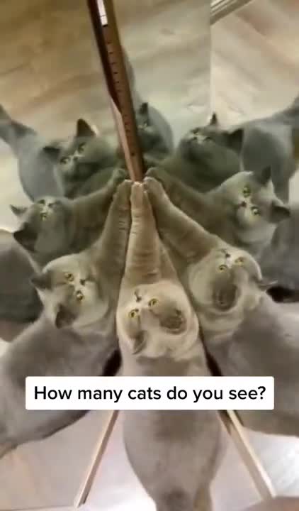 Cats and dogs _ cats meowing _ cats funny videos #shorts