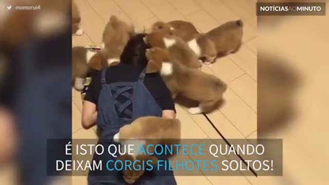 Mulher é atacada ferozmente por... filhotes de Corgis!