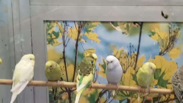 Beautiful group of birds