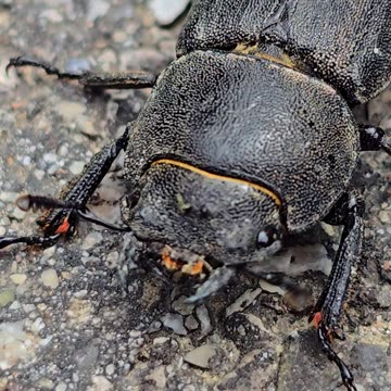 A close-up of a barred beetle / beautiful black beetle on a cycle path.