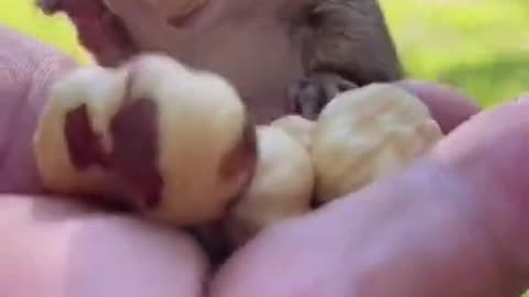 Super cute 🥰 animals funny