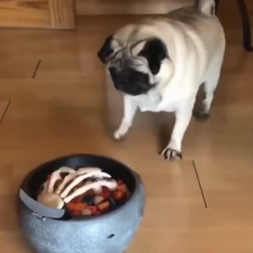 Playing With my Dog With his Food