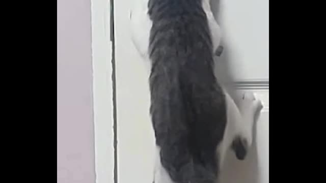 Cat that opens the door alone!