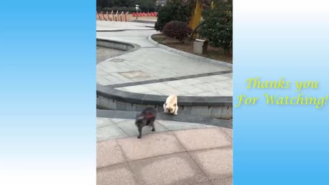Fantastic and funny pet pranks