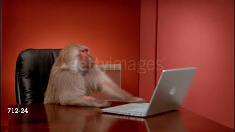 Baboon With It's Laptop