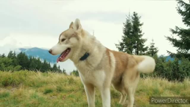 Lovely Dogs Plying////// Cute Dogs /// videos