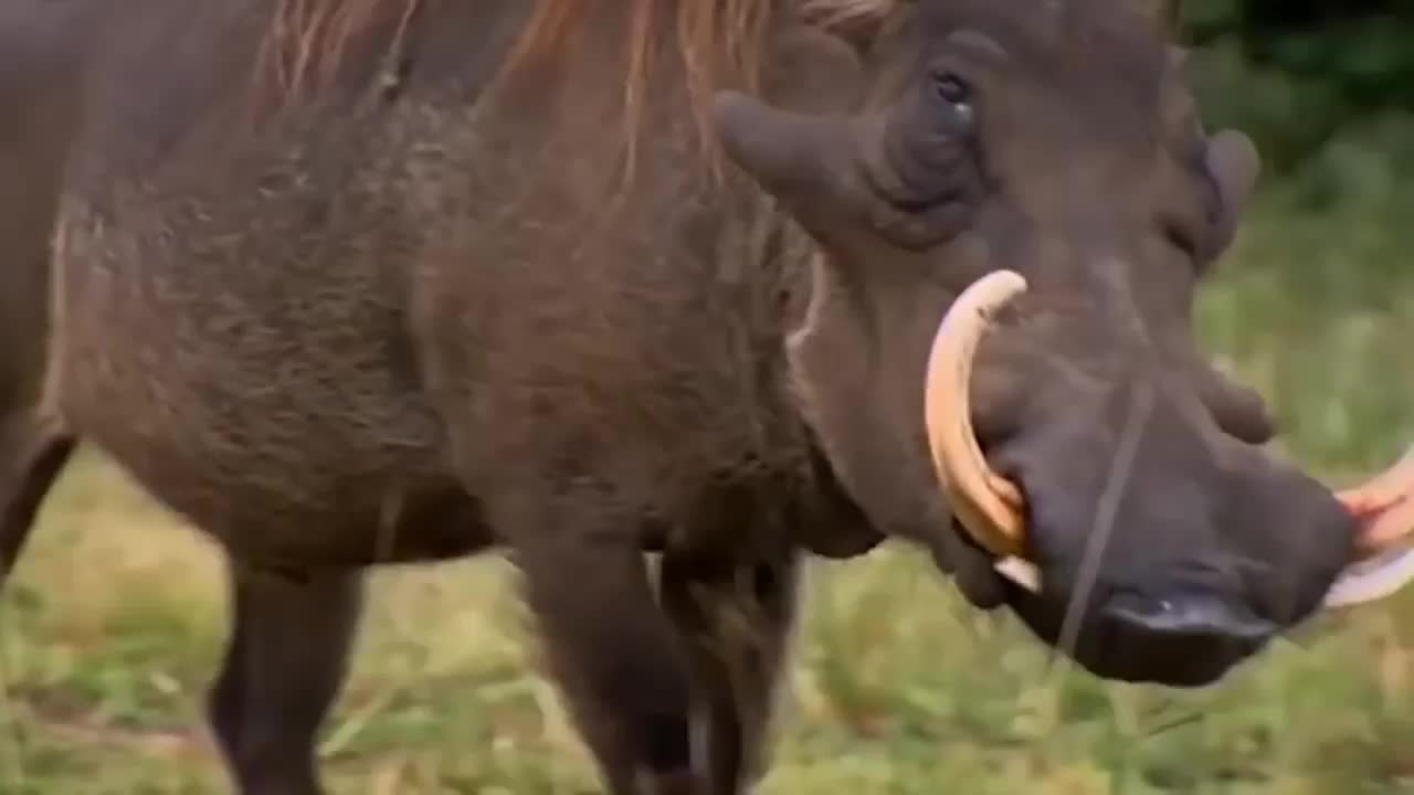 lion vs warthog part 2