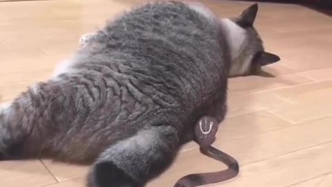 Oh no 😅 Love cats? Like & Share