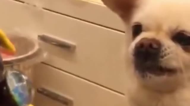 Funny dog reaction to toy moving