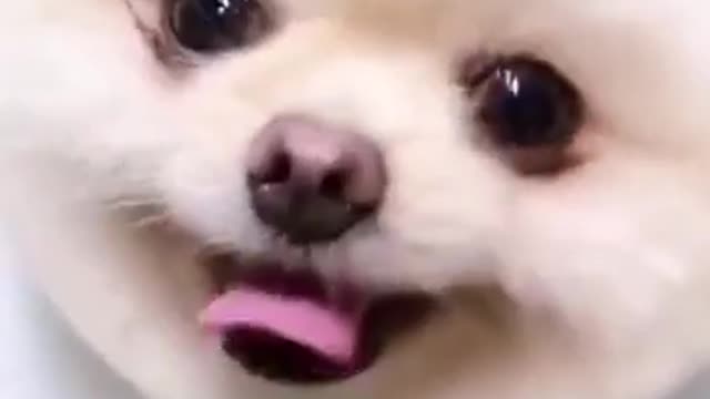 Funniest & Cutest Labrador Puppies #2 - Funny Puppy Videos 2022