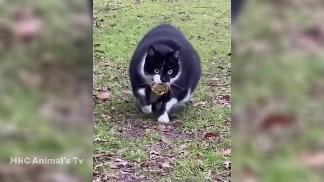 Funny Animals Videos Of 2024 😅 - Funniest Cats And Dogs 🐱🐶 | MNC Fun Tv #93