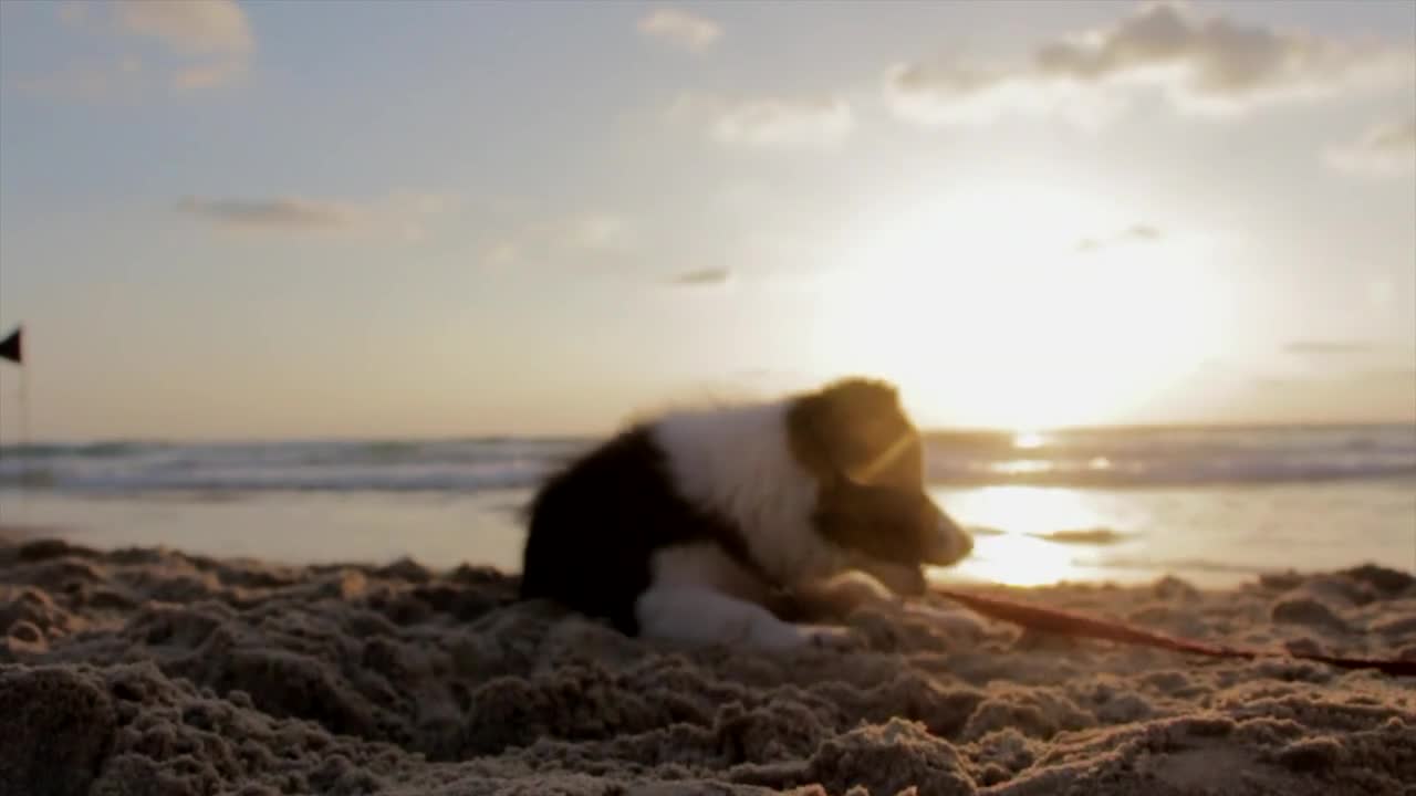 CACHORRO BRINCANDO NA BEIRA DA PRAIA