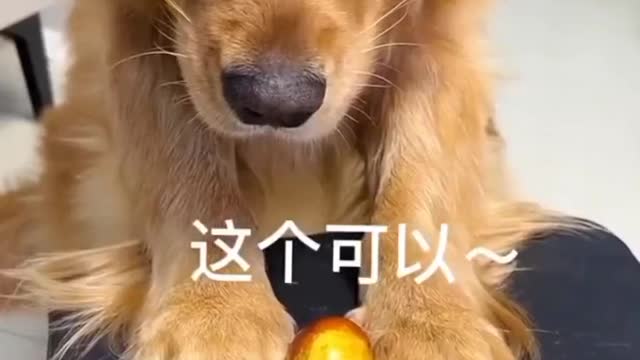 Funny dog with apple experiment😂.| Funny dog videos. #pets #dogs