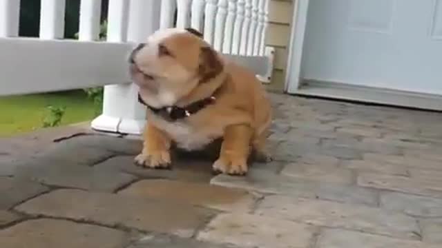 dog afraid to go down stairs