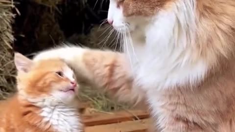 Cute Cats