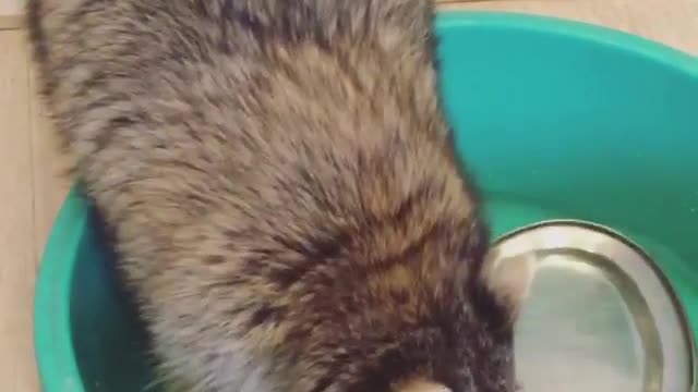Racoon Washes Dishes