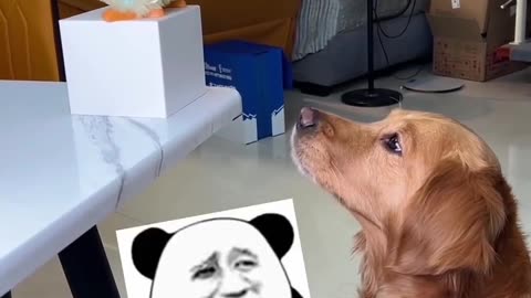 Funny Dog Video