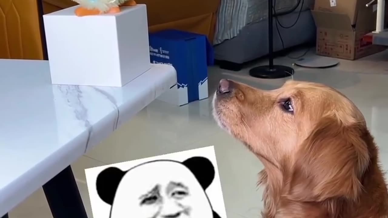 Funny Dog Video