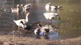 Geese greet much needed morning sunshine.