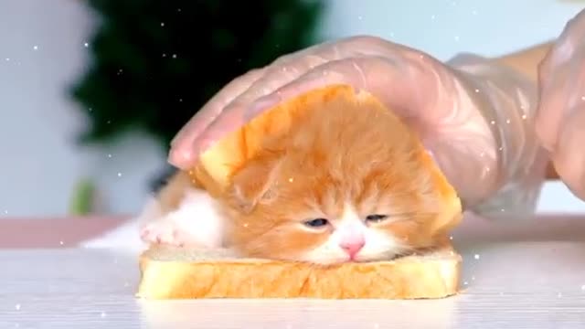 Get a kitten toast, he fell asleep on the toast and used the toast as a quilt.